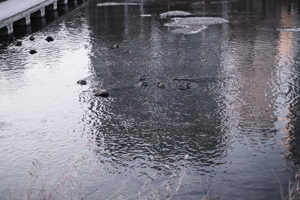 The Practice at the Membrane: How Contemplative Dialogue Actually Works