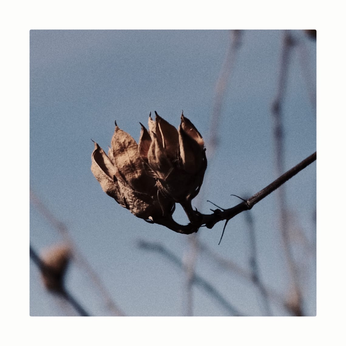 COMPLETE DECODING & SCALING OF 5QLN: FROM AXIOM TO ARCHITECTURE