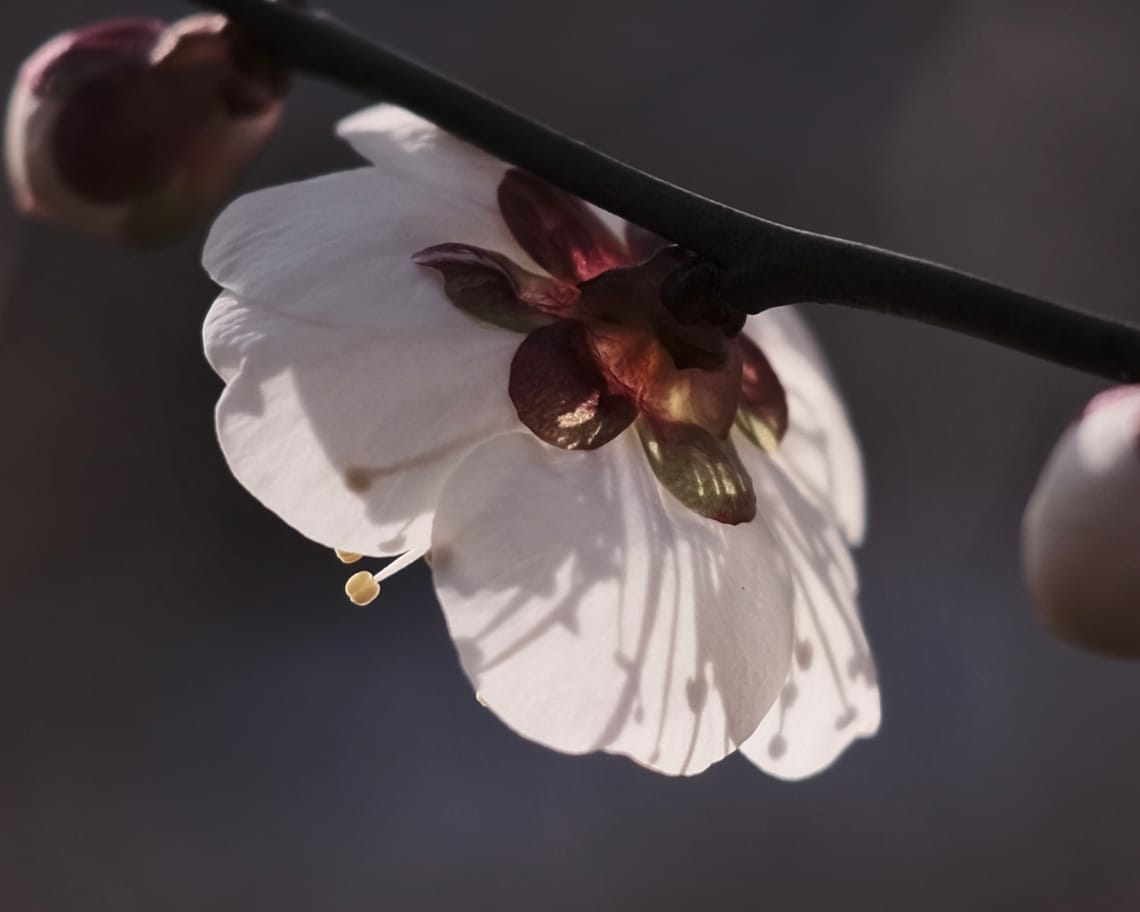 DeepSeek ideas for 5QLN Agent Swarm