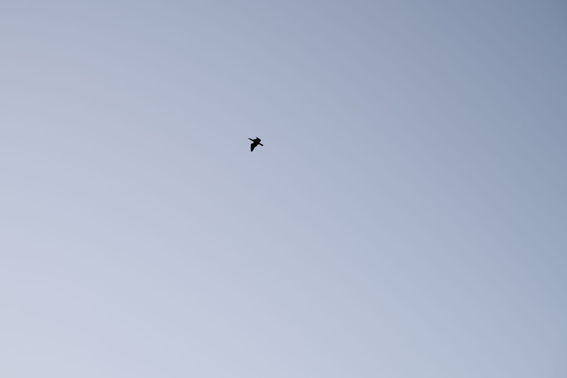 Human <-> AI … The Language Layer