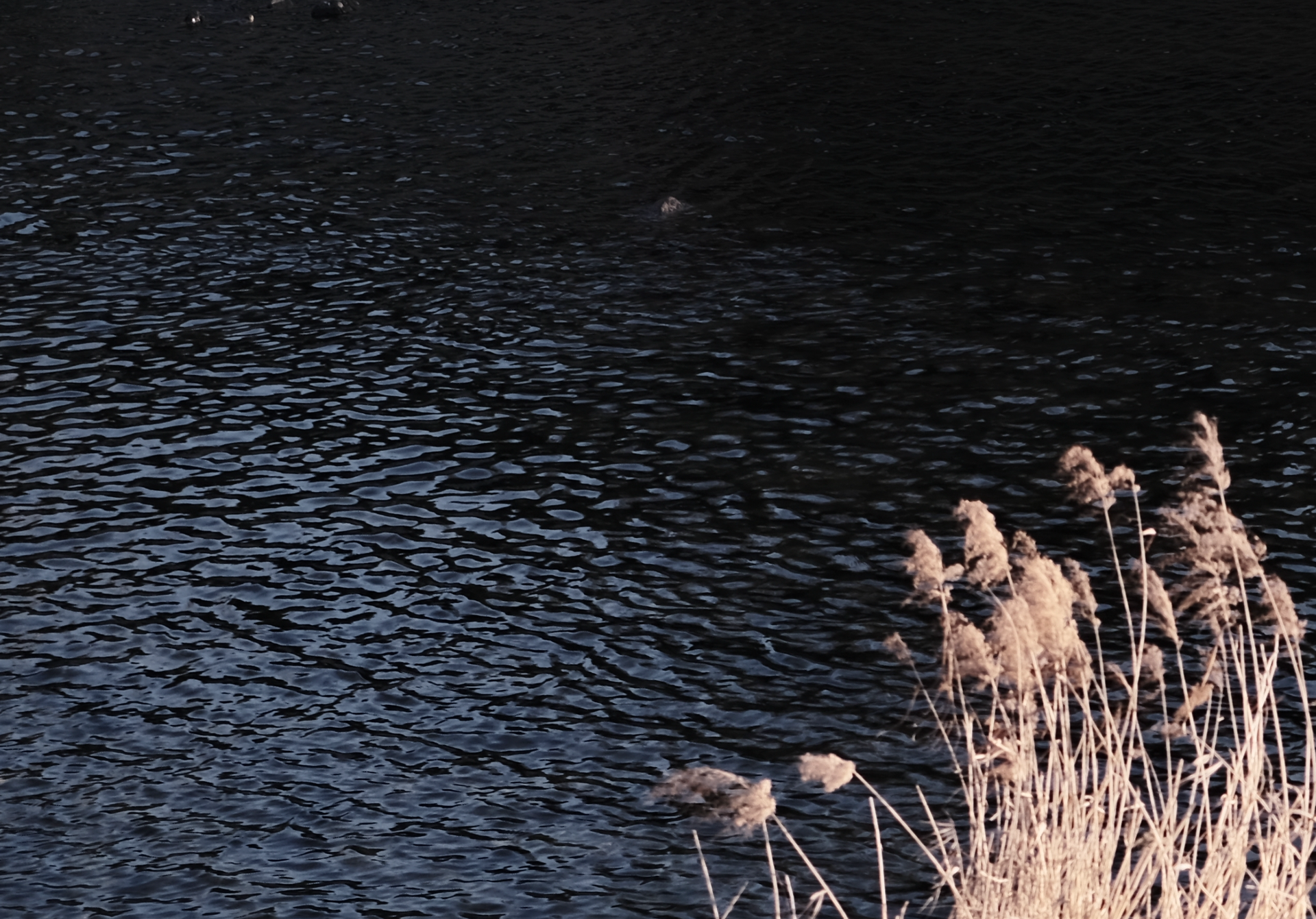 The Scaffold and the Spark: AI's Role in Insight-Oriented Work