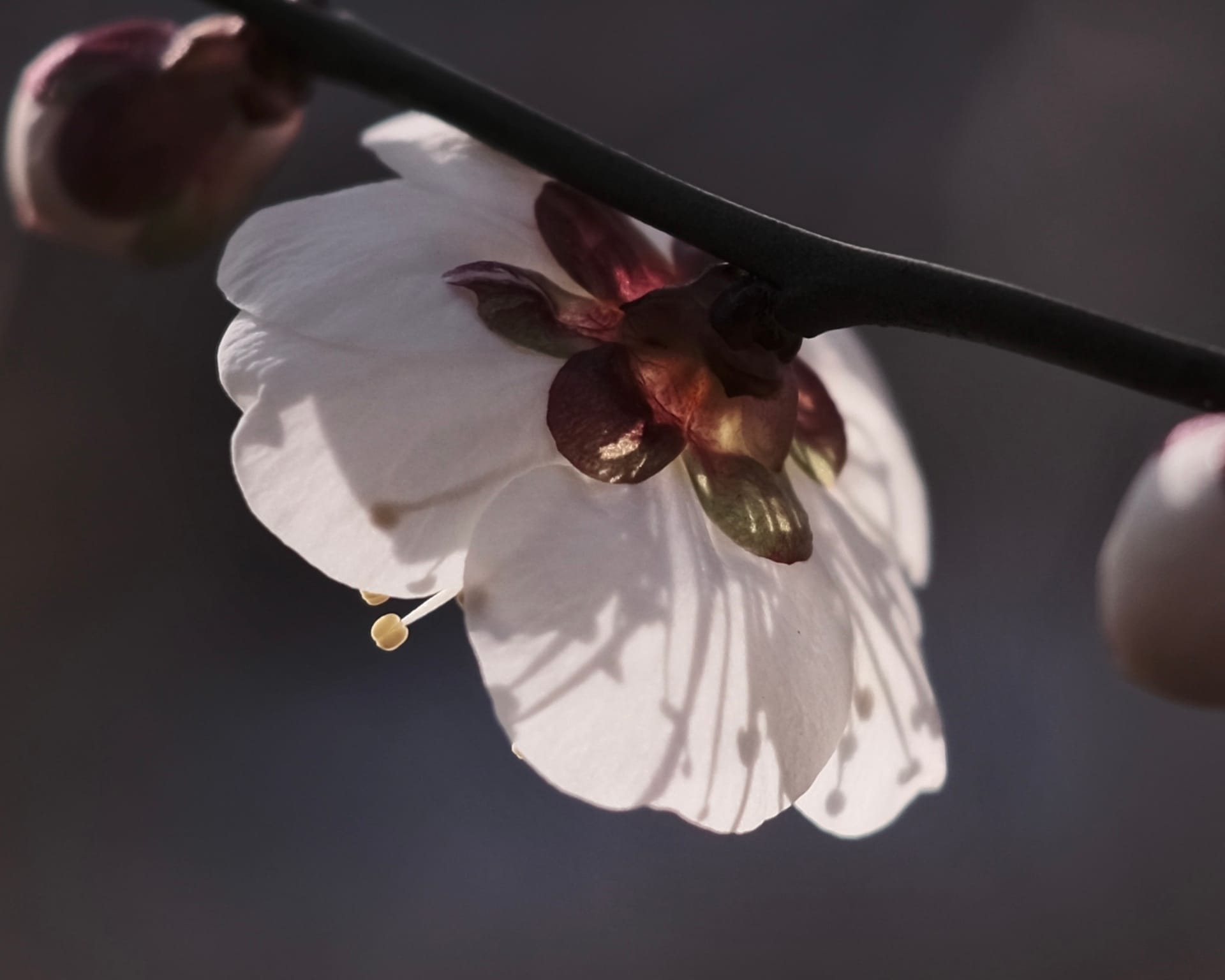 DeepSeek ideas for 5QLN Agent Swarm